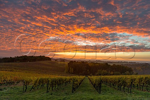 Sunrise over vineyards in the EntreDeuxMers region  Gironde Aquitaine France  EntreDeuxMers  Bordeaux