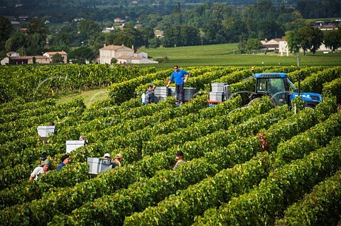 Harvest in vineyard of Chteau Canon Stmilion Gironde France Saintmilion  Bordeaux