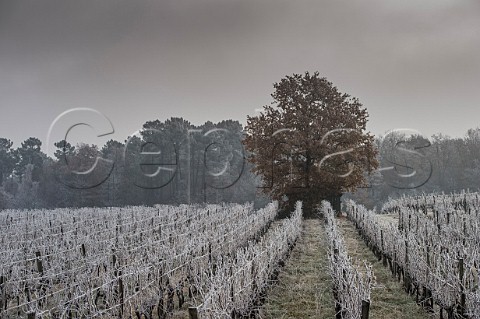 Frost covered vineyard in the EntreDeuxMers region Gironde France Bordeaux