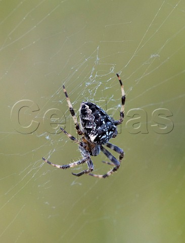 Garden Spider Araneus diadematus Hurst Meadows East Molesey Surrey UK