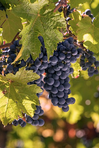 Carmnre grapes in Clos Apalta vineyard Apalta Colchagua Valley Chile