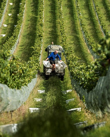 Putting out crates ready to harvest Pinot Noir grapes in Greywacke Home Vineyard Omaka Valley Marlborough New Zealand