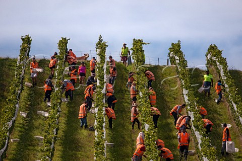 Picking hillside Pinot Noir grapes in Greywacke Home Vineyard Omaka Valley Marlborough New Zealand