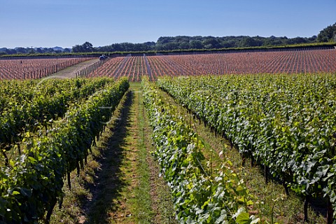 Oast House Meadow vineyard of Hush Heath Estate with new vineyard beyond Staplehurst Kent England