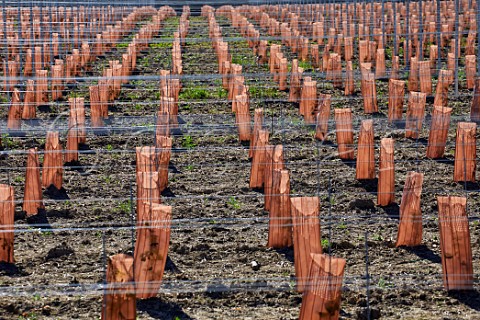 New vineyard planting at Hush Heath Estate Staplehurst Kent England