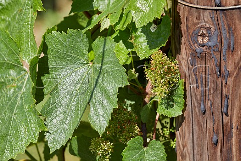 Chardonnay vine flowers and strainer post in Oast House Meadow vineyard at Hush Heath Estate Staplehurst Kent England