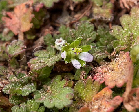 Sea Storksbill flower at its only recorded site in Surrey  Hurst Park East Molesey