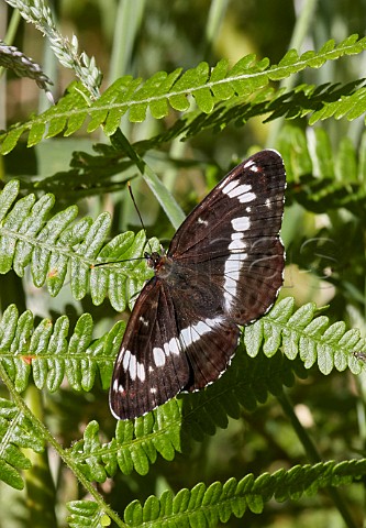 White Admiral perched on bracken Bookham Commons Surrey England