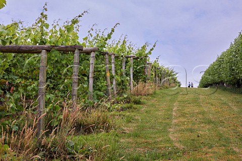 Couple on the walking trail in Sharpham Vineyard  Ashprington Devon England