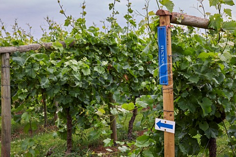 Phoenix vines on the walking trail in Sharpham Vineyard Ashprington Devon England