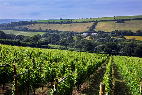 Annies Vineyard Seyval Blanc above the Camel River  Camel Valley Vineyard Nanstallon Cornwall England