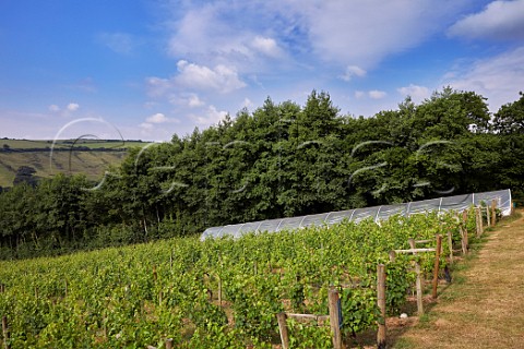 Annies Vineyard Seyval Blanc at Camel Valley Vineyard Nanstallon Cornwall England