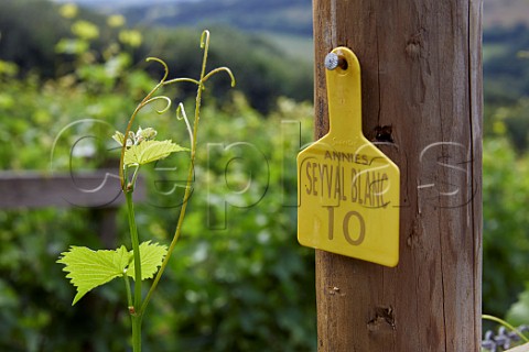 Tag on strainer post in Annies Vineyard Seyval Blanc  Camel Valley Vineyard Nanstallon Cornwall England