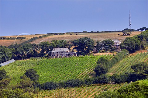 Annies Vineyard Seyval Blanc below the old winery and house at Camel Valley Vineyard Nanstallon Cornwall England