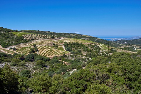 Hillside vineyards of the Robola Wine Cooperative Cephalonia Ionian Islands Greece