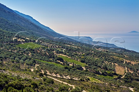 Robola vineyards on the slopes of Mount Aenos Cephalonia Ionian Islands Greece