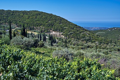Vineyards of the Robola Wine Cooperative on the slopes of Mount Aenos Cephalonia Ionian Islands Greece