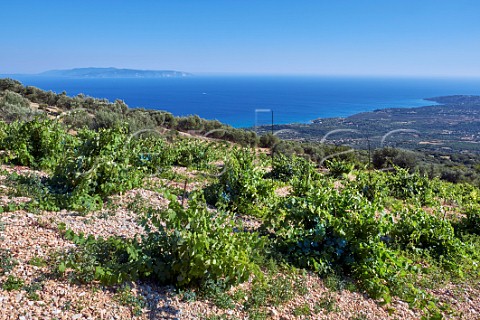 Robola vineyard of MelissinosPetrakopoulos Winery on the slopes of Mount Aenos Cephalonia Ionian Islands Greece
