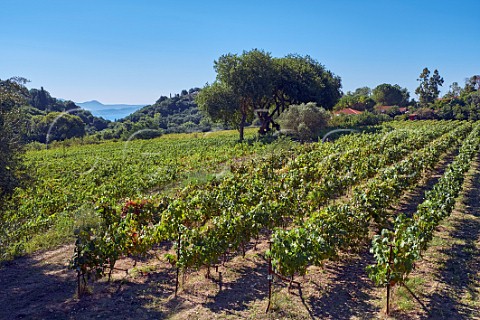 Haritatos Vineyards near Lixouri on the Paliki Peninsula Cephalonia Ionian Islands Greece