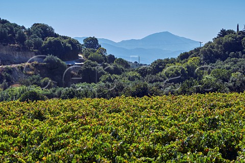 Haritatos Vineyards near Lixouri on the Paliki Peninsula Cephalonia Ionian Islands Greece