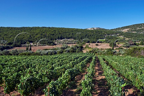 Vineyard of the Robola Wine Cooperative near Fragata Cephalonia Ionian Islands Greece