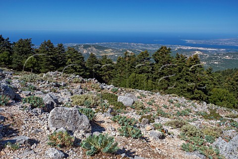 View from Mount Aenos National Park with Argostoli in distance Cephalonia Pine trees with Spurge growing on the rocks in foreground Cephalonia Ionian Islands Greece