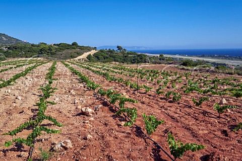 New irrigated vineyard of Gentilini Winery with the airport runway beyond  Minies Cephalonia Ionian Islands Greece