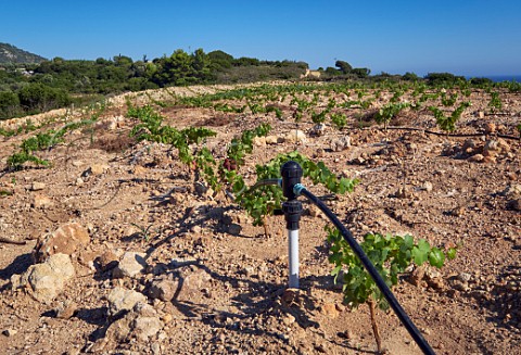 New irrigated vineyard of Gentilini Winery  Minies Cephalonia Ionian Islands Greece