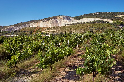 Vineyard of Gentilini Winery with limestone quarry beyond  Minies Cephalonia Ionian Islands Greece