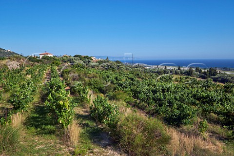 Vineyard of Gentilini Winery by the airport runway  Minies Cephalonia Ionian Islands Greece