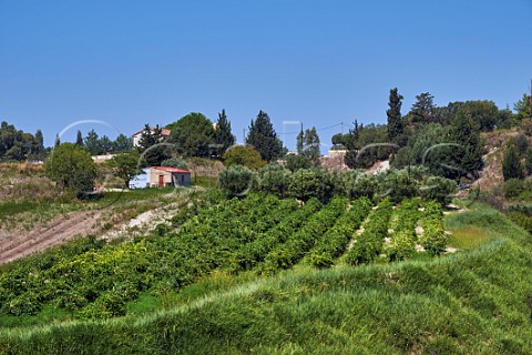 Moscatel vineyard of Sclavos on the clay argile soil of the region Near Vouni Paliki Peninsula Cephalonia Ionian Islands Greece