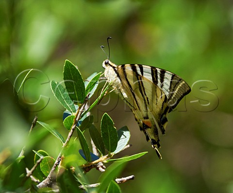 Scarce Swallowtail butterfly Mount Aenos National Park Cephalonia Ionian Islands Greece