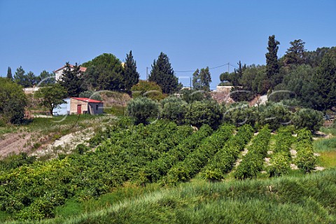 Moscatel vineyard of Sclavos on the clay argile soil of the region Near Vouni Paliki Peninsula Cephalonia Ionian Islands Greece