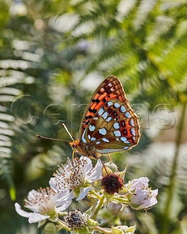 High Brown Fritillary on Bramble flowers Aish Tor Dartmoor National Park Devon England