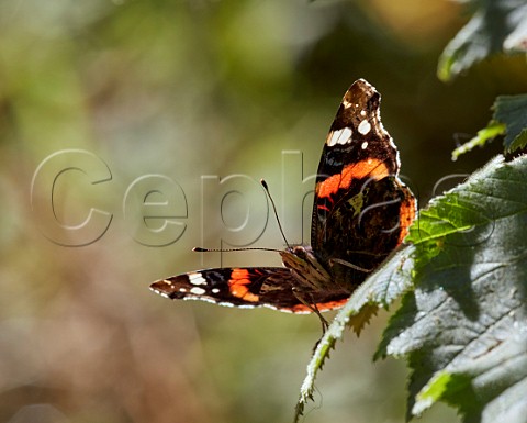 Red Admiral perched on leaf Bookham Commons Surrey England