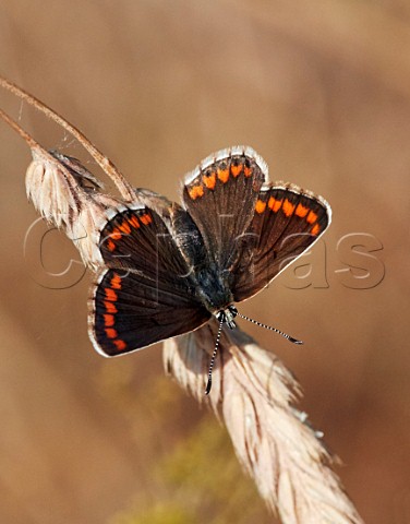 Brown Argus perched on grass  Hurst Meadows East Molesey Surrey England