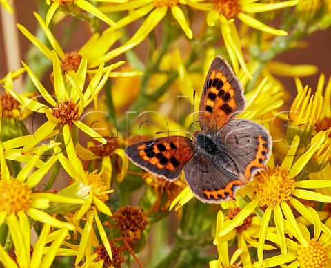 Small Copper aberration extensa nectaring on ragwort Hurst Meadows East Molesey Surrey England