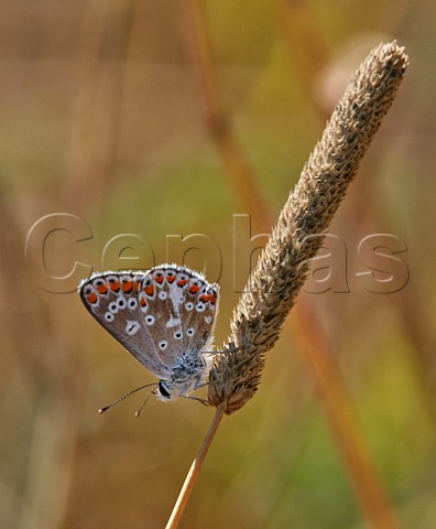 Brown Argus aberration posticoobsoleta perched on grass Hurst Meadows East Molesey Surrey England