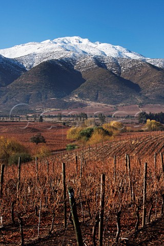 Carmnre vineyard in winter on Los Lingues estate of Casa Silva Colchagua Valley Chile