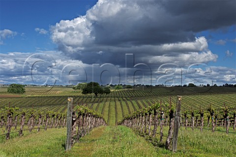 Storm clouds above springtime Cabernet Sauvignon vineyard of Bianchi Winery Paso Robles San Luis Obispo County California Paso Robles Geneseo District