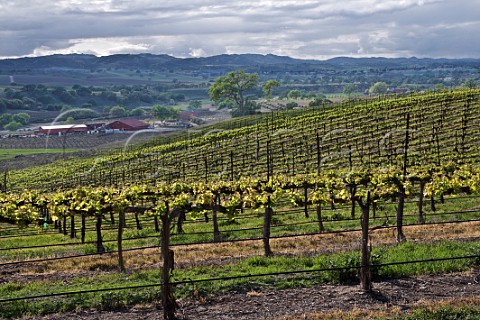 Penman Springs vineyard with Rio Seco Winery beyond Paso Robles San Luis Obispo County California Paso Robles  Geneseo District
