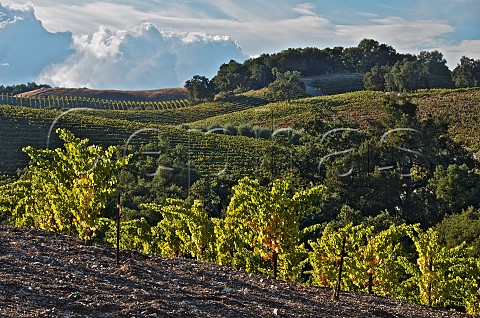 Tablas Creek Vineyard planted with Rhone varieties Paso Robles San Luis Obispo County California Paso Robles Adelaida District