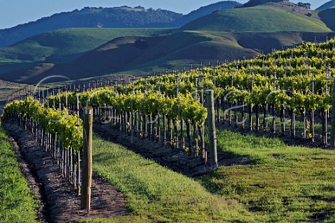Chardonnay vines in Edna Ranch Mountainside vineyard of Tolosa San Luis Obispo California  Edna Valley