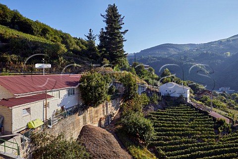 Bodega and vineyard of VidAs Cangas del Narcea Asturias Spain Cangas