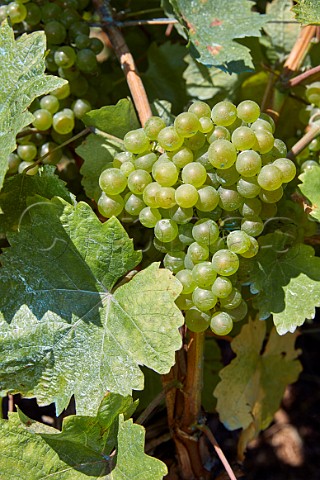 Albarn Blanco grapes on the vine Cangas del Narcea Asturias Spain Cangas