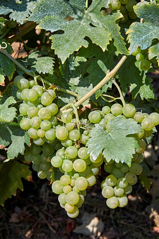 Albillo grapes on the vine Cangas del Narcea Asturias Spain Cangas