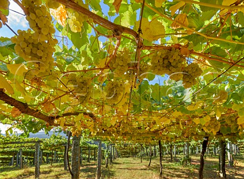 Granite posts supporting pergolatrained Albario vineyard at Pazo Bain Vilanova de Arousa Galicia Spain  Val do Salns  Ras Baixas