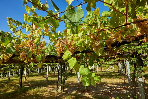 Granite posts support pergolatrained Albario vineyard at Pazo Bain Vilanova de Arousa Galicia Spain  Val do Salns  Ras Baixas