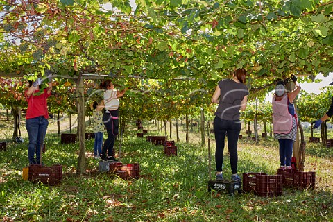 Women picking Albario grapes in pergolatrained vineyard of Martin Cdax Cambados Galicia Spain  Val do Salns  Ras Baixas