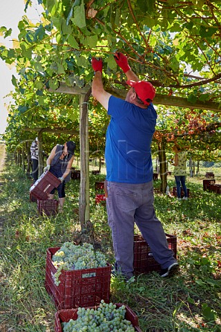 Cephas Picture Library Asset Details 1238863 Picking Albarino Grapes In Pergola Trained